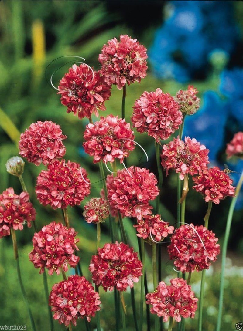 GGOOT MIX color Drumstick Thrift,, (Flower Seed) Great for Cut flowers(50 Seeds) - Image 5