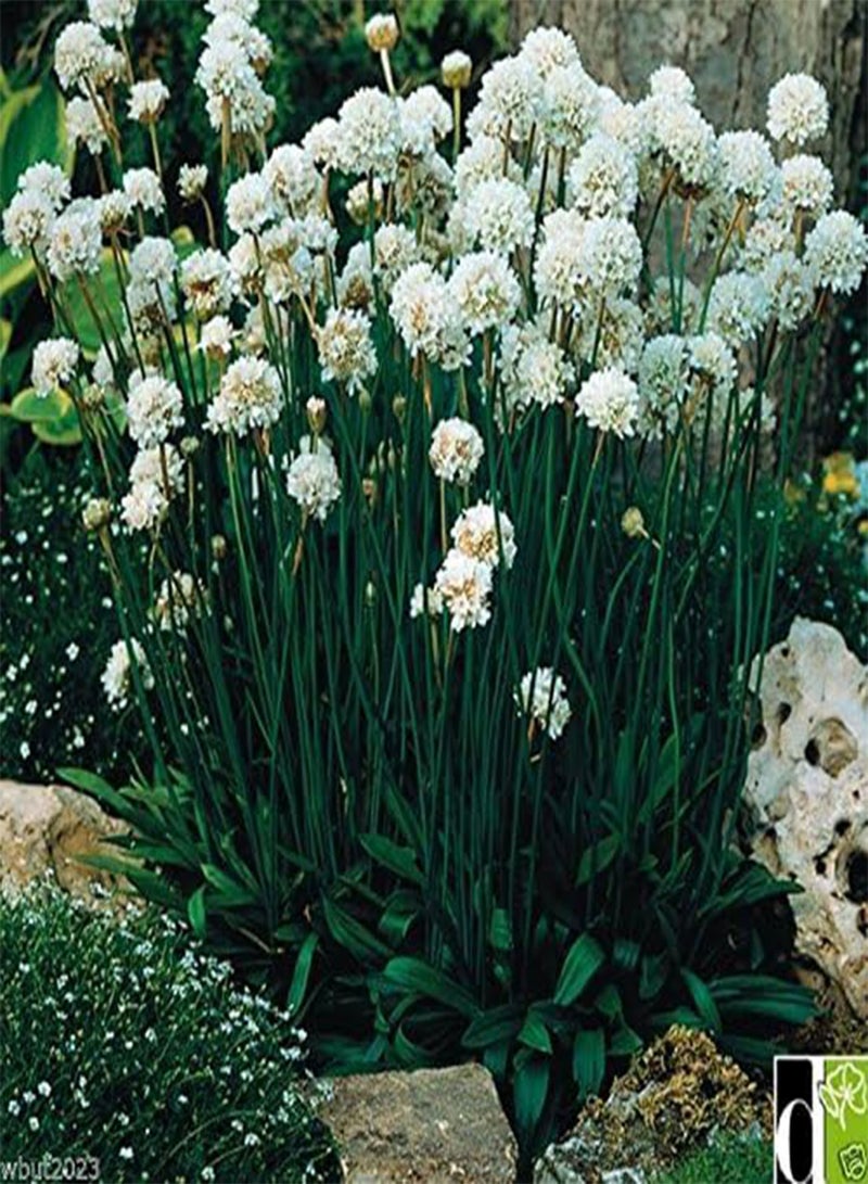 GGOOT MIX color Drumstick Thrift,, (Flower Seed) Great for Cut flowers(50 Seeds) - Image 3