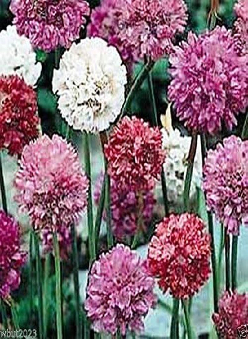 GGOOT MIX color Drumstick Thrift,, (Flower Seed) Great for Cut flowers(50 Seeds) - Image 4