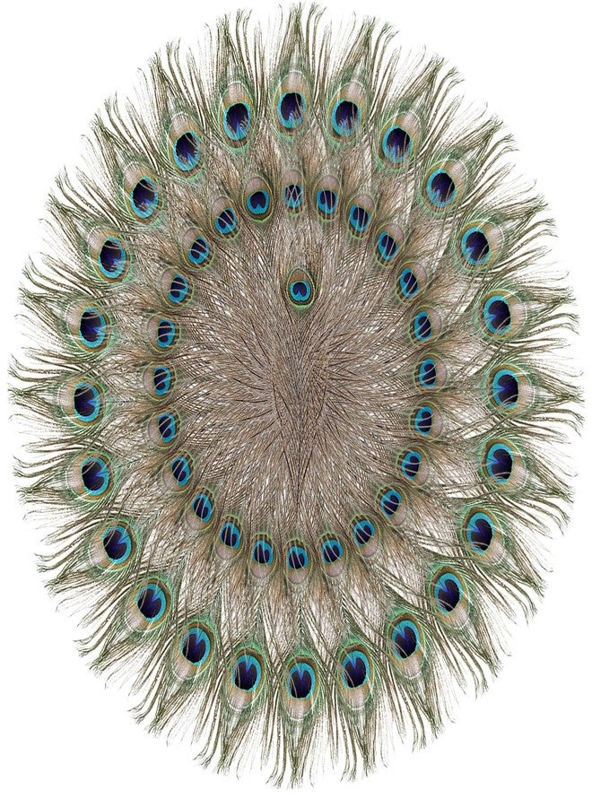 Goaste 50 Pack Real Peacock Feathers, 10-12 Inch Natural Peacock Eye Feathers for Floral Arrangements, Wedding, Home Decoration, Party Decoration, DIY Craft, Christmas Tree Decor - Image 1