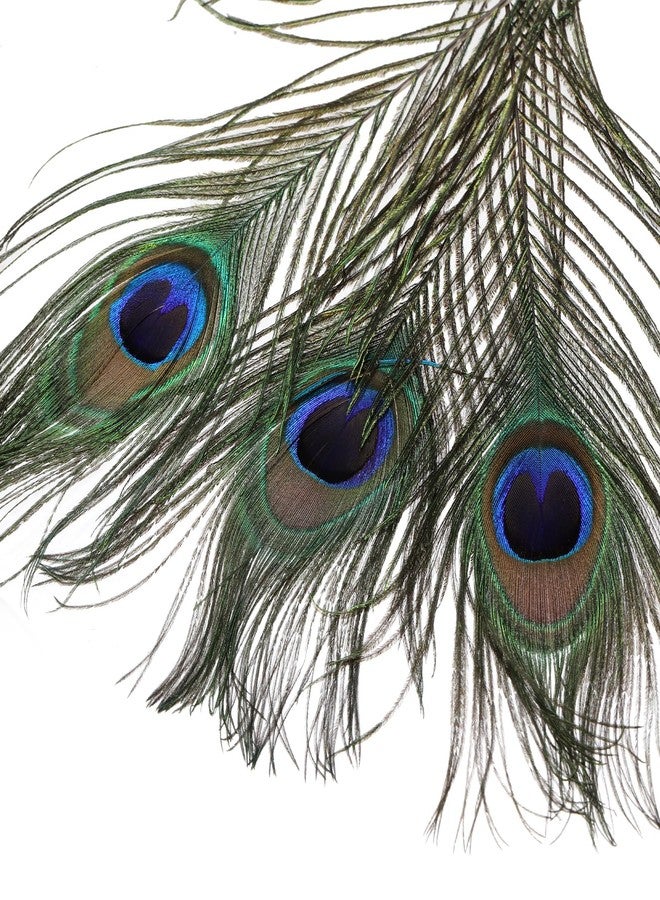 Goaste 50 Pack Real Peacock Feathers, 10-12 Inch Natural Peacock Eye Feathers for Floral Arrangements, Wedding, Home Decoration, Party Decoration, DIY Craft, Christmas Tree Decor - Image 4