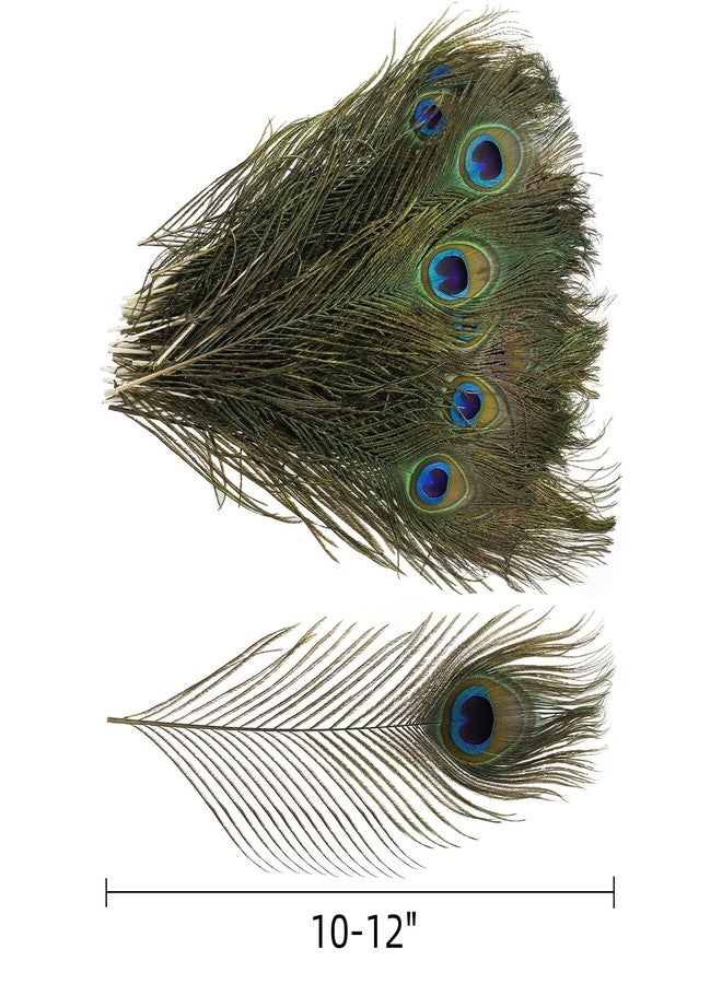 Goaste 50 Pack Real Peacock Feathers, 10-12 Inch Natural Peacock Eye Feathers for Floral Arrangements, Wedding, Home Decoration, Party Decoration, DIY Craft, Christmas Tree Decor - Image 2