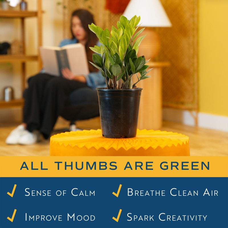 Costa Farms ZZ Live Plant in Plastic Pot, Easy to Maintain, Air Purifying Indoor Houseplant, Perfect for Home, Room, or Office Decor, Great House Warming or Birthday Gift, 12-20 Inches Tall - Image 5