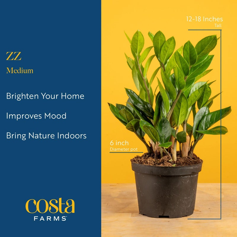 Costa Farms ZZ Live Plant in Plastic Pot, Easy to Maintain, Air Purifying Indoor Houseplant, Perfect for Home, Room, or Office Decor, Great House Warming or Birthday Gift, 12-20 Inches Tall - Image 4