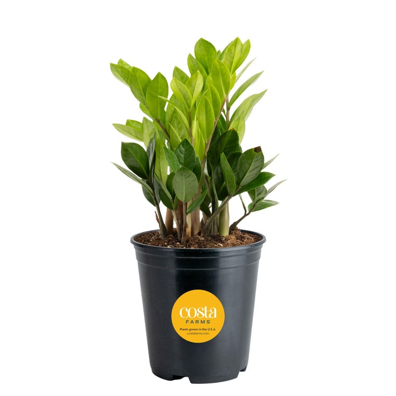 Costa Farms ZZ Live Plant in Plastic Pot, Easy to Maintain, Air Purifying Indoor Houseplant, Perfect for Home, Room, or Office Decor, Great House Warming or Birthday Gift, 12-20 Inches Tall - Image 1