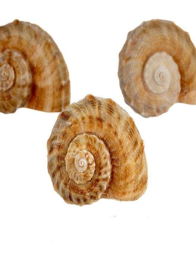 Nautical Crush Trading Hermit Crab Shells | Shells for Hermit Crabs | 3 Rapana Shells 2"-3" | Opening Size Approx. 1.75"-2" | Hermit Crab House for Décor | Plus Free Nautical eBook by Joseph Rains - Image 3