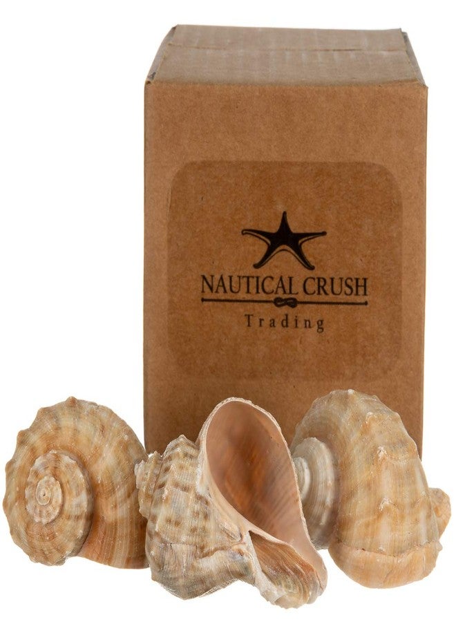 Nautical Crush Trading Hermit Crab Shells | Shells for Hermit Crabs | 3 Rapana Shells 2"-3" | Opening Size Approx. 1.75"-2" | Hermit Crab House for Décor | Plus Free Nautical eBook by Joseph Rains - Image 5