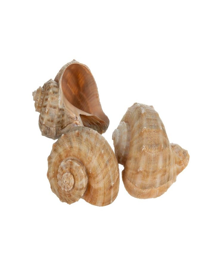 Nautical Crush Trading Hermit Crab Shells | Shells for Hermit Crabs | 3 Rapana Shells 2"-3" | Opening Size Approx. 1.75"-2" | Hermit Crab House for Décor | Plus Free Nautical eBook by Joseph Rains - Image 1