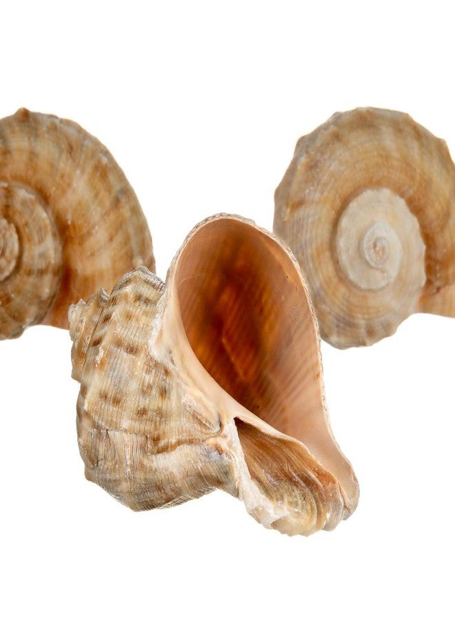Nautical Crush Trading Hermit Crab Shells | Shells for Hermit Crabs | 3 Rapana Shells 2"-3" | Opening Size Approx. 1.75"-2" | Hermit Crab House for Décor | Plus Free Nautical eBook by Joseph Rains - Image 4