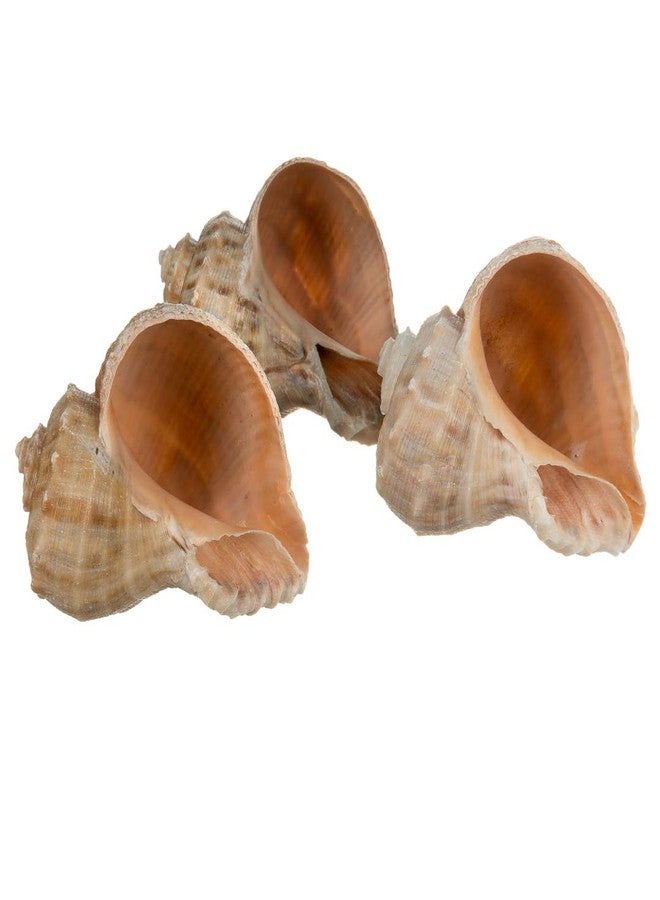 Nautical Crush Trading Hermit Crab Shells | Shells for Hermit Crabs | 3 Rapana Shells 2"-3" | Opening Size Approx. 1.75"-2" | Hermit Crab House for Décor | Plus Free Nautical eBook by Joseph Rains - Image 2