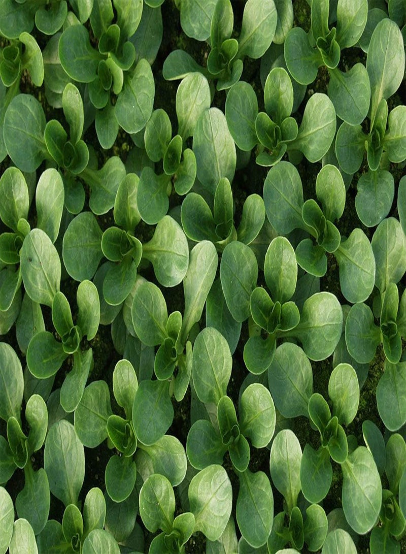 GGOOT Corn Salad 'VIT' - Valerianella Locusta 'VIT' Vegetable Seeds, Also Known as Lamb's Lettuce 'VIT' Home Garden Planting by Heavy Torch, 50 Grams