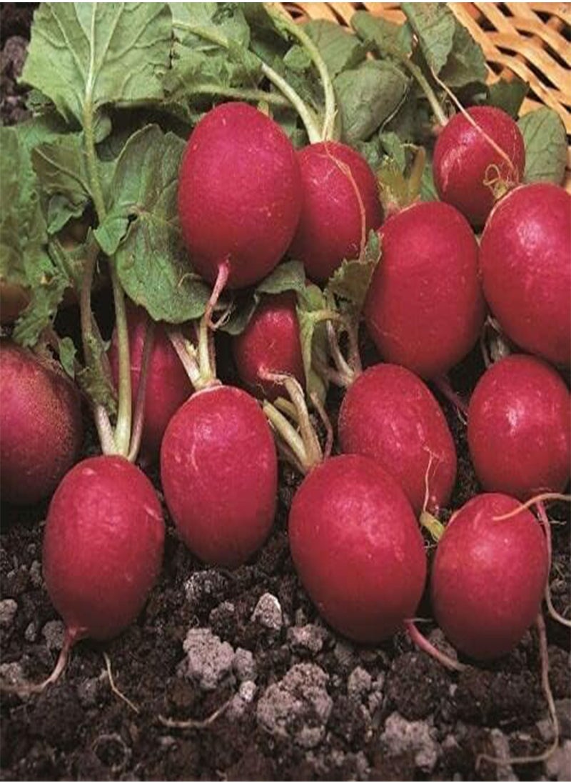 GGOOT Radish, Raphanus Sativus, Cherry Belle, 950 Seeds by Heavy Torch 