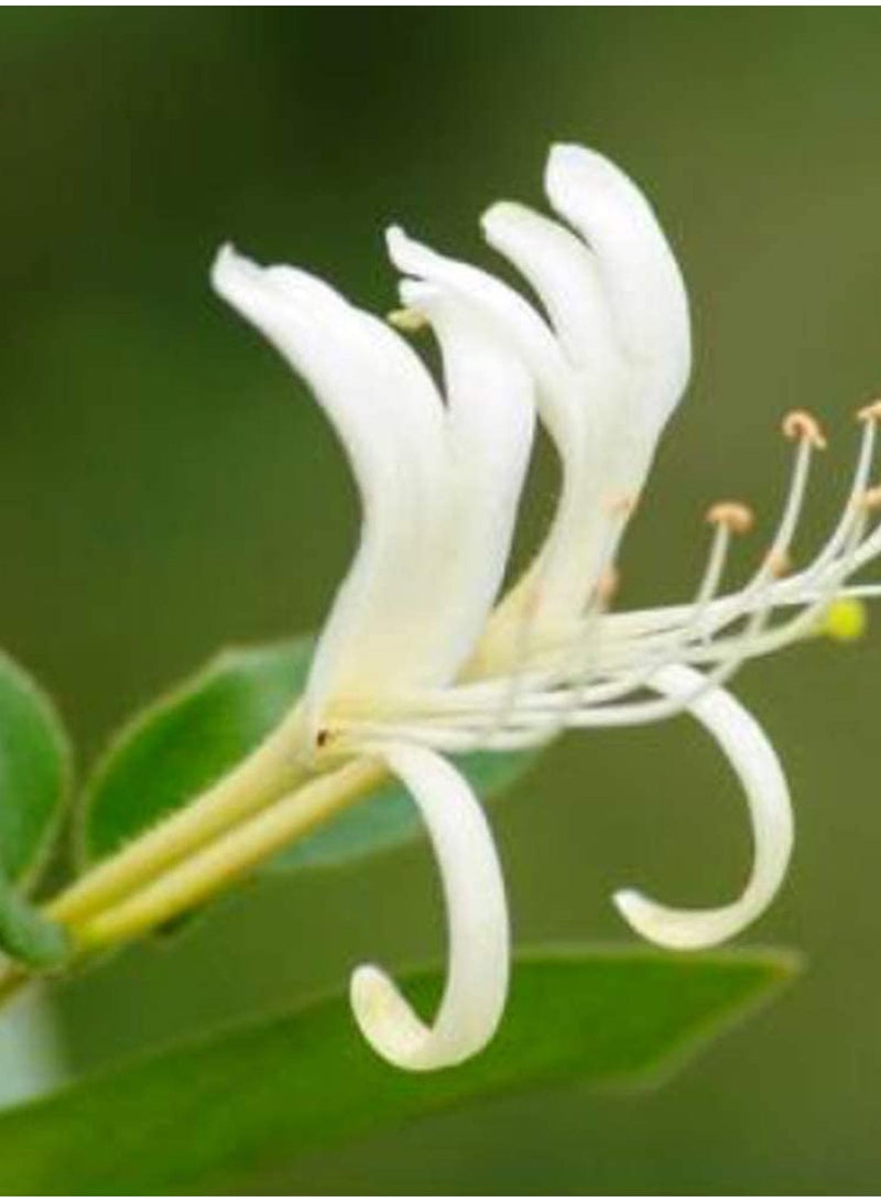 GGOOT 100pcs Honeysuckle Seeds Flower Seeds Green Vegetable Seeds Fruit Seeds Garden Plant Seeds Outdoor Planting  - Image 1
