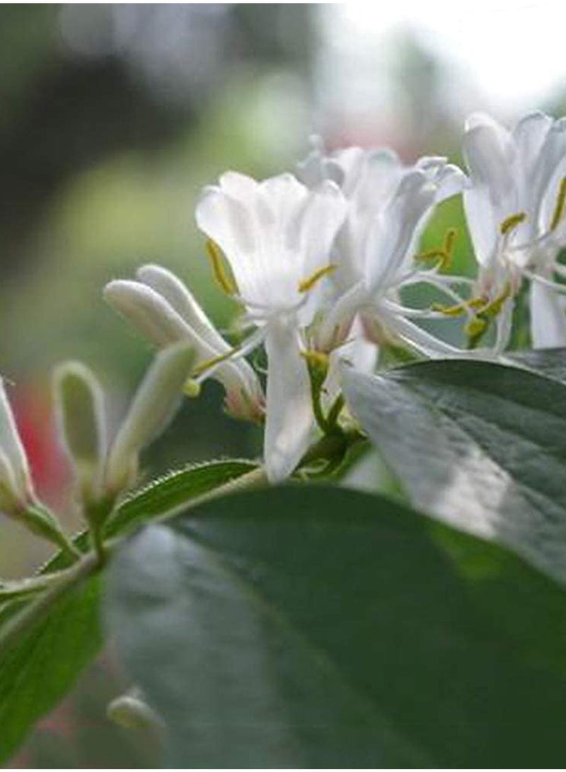 GGOOT 100pcs Honeysuckle Seeds Flower Seeds Green Vegetable Seeds Fruit Seeds Garden Plant Seeds Outdoor Planting  - Image 3