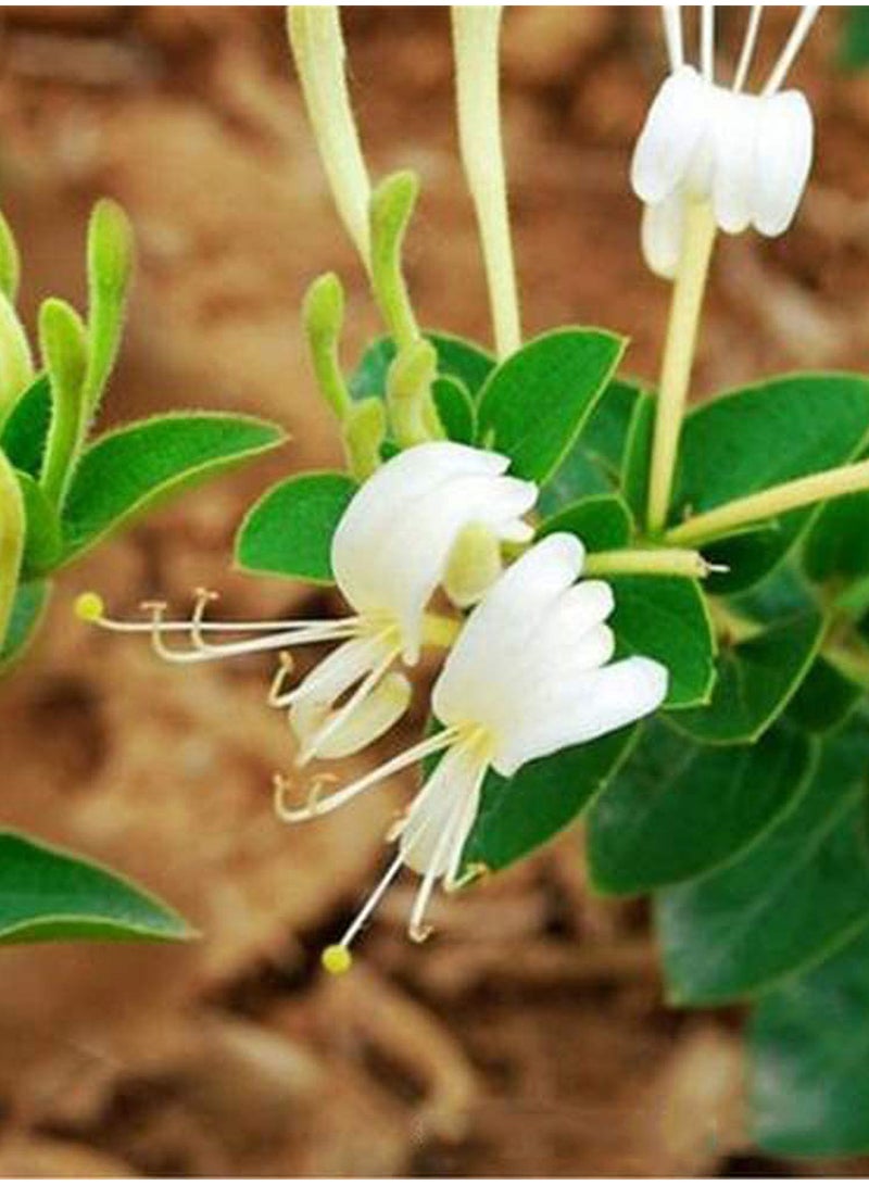GGOOT 100pcs Honeysuckle Seeds Flower Seeds Green Vegetable Seeds Fruit Seeds Garden Plant Seeds Outdoor Planting  - Image 2
