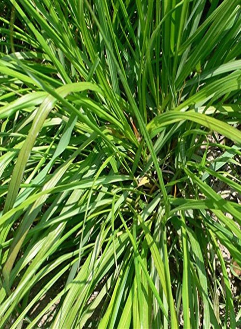 GGOOT 100/200Pcs Large Pack of Lemongrass Seeds DIY Seedlings Kit Mixed Pack of Cymbopogon Flexuosus Plant for Garden Balcony 100pcs Seeds - Image 1
