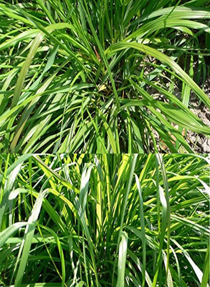 GGOOT 100/200Pcs Large Pack of Lemongrass Seeds DIY Seedlings Kit Mixed Pack of Cymbopogon Flexuosus Plant for Garden Balcony 100pcs Seeds - Image 3