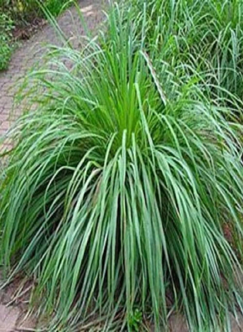 GGOOT 100/200Pcs Large Pack of Lemongrass Seeds DIY Seedlings Kit Mixed Pack of Cymbopogon Flexuosus Plant for Garden Balcony 100pcs Seeds - Image 4