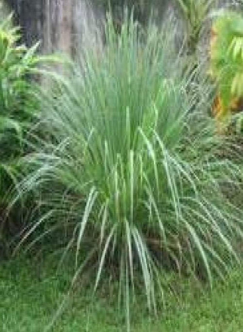 GGOOT 100/200Pcs Large Pack of Lemongrass Seeds DIY Seedlings Kit Mixed Pack of Cymbopogon Flexuosus Plant for Garden Balcony 100pcs Seeds - Image 5
