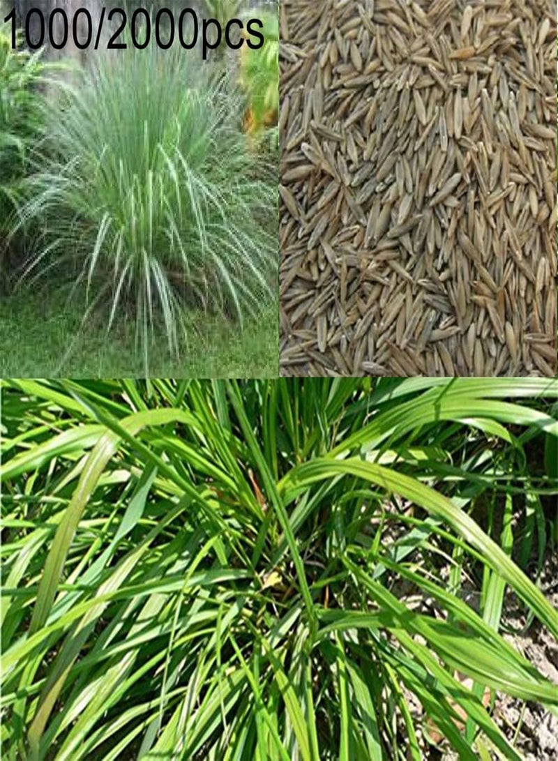 GGOOT 100/200Pcs Large Pack of Lemongrass Seeds DIY Seedlings Kit Mixed Pack of Cymbopogon Flexuosus Plant for Garden Balcony 100pcs Seeds - Image 2