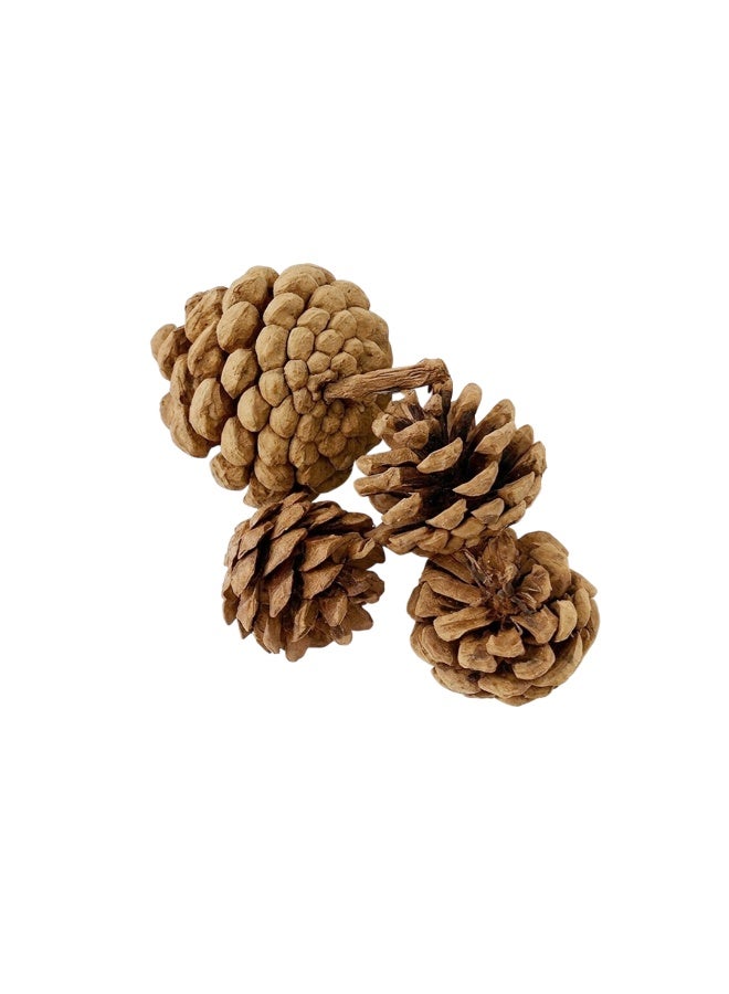 Habibi Party 4 Pieces Wooden Pine Cones Set – for Crafts, DIY Projects & Decoration Use - Image 3