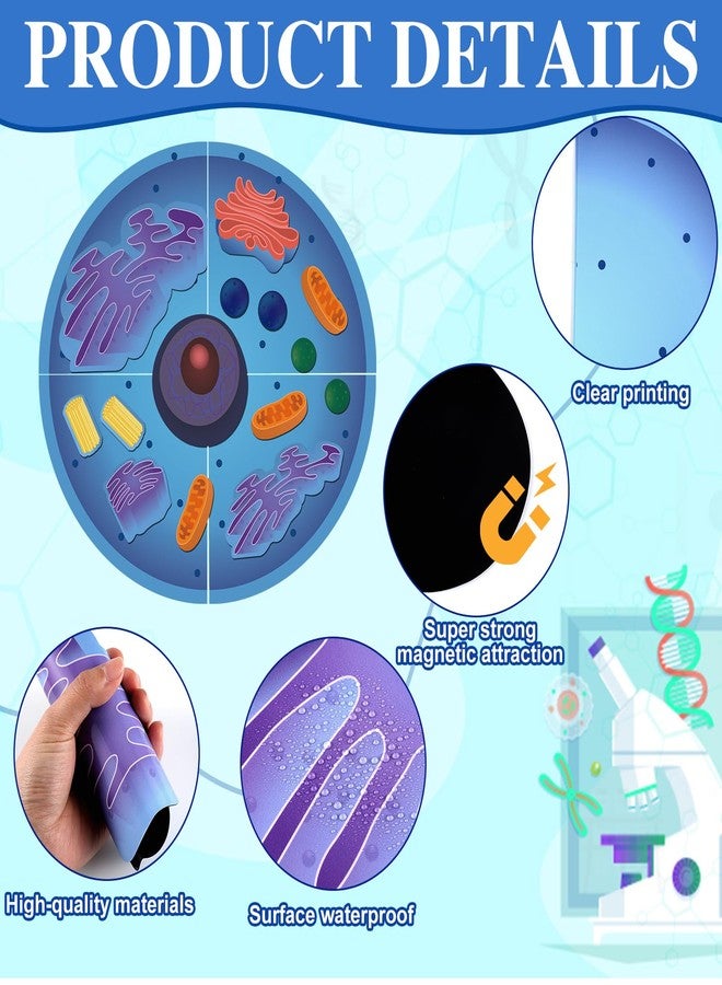 Leitee 18 Pcs Magnetic Animal Cell Model Kits Giant Teaching Resources Early Biology Cell Anatomy Model Life Science Teaching Aid for Whiteboard Learning Tools Educational Classroom Activities - Image 3