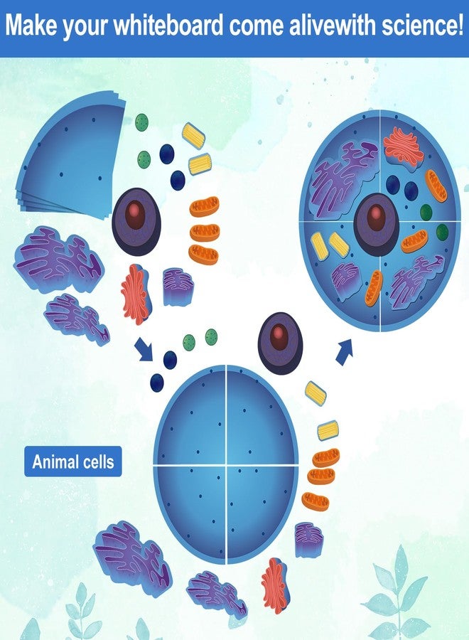 Leitee 18 Pcs Magnetic Animal Cell Model Kits Giant Teaching Resources Early Biology Cell Anatomy Model Life Science Teaching Aid for Whiteboard Learning Tools Educational Classroom Activities - Image 4