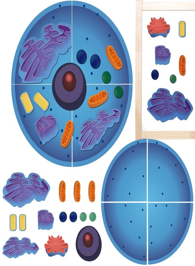 Leitee 18 Pcs Magnetic Animal Cell Model Kits Giant Teaching Resources Early Biology Cell Anatomy Model Life Science Teaching Aid for Whiteboard Learning Tools Educational Classroom Activities - Image 1