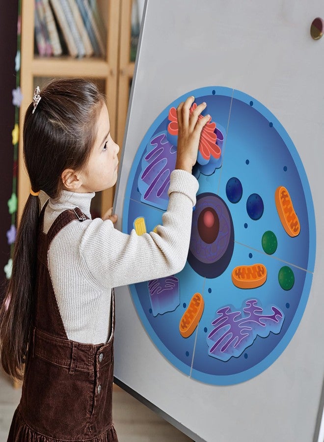 Leitee 18 Pcs Magnetic Animal Cell Model Kits Giant Teaching Resources Early Biology Cell Anatomy Model Life Science Teaching Aid for Whiteboard Learning Tools Educational Classroom Activities - Image 5