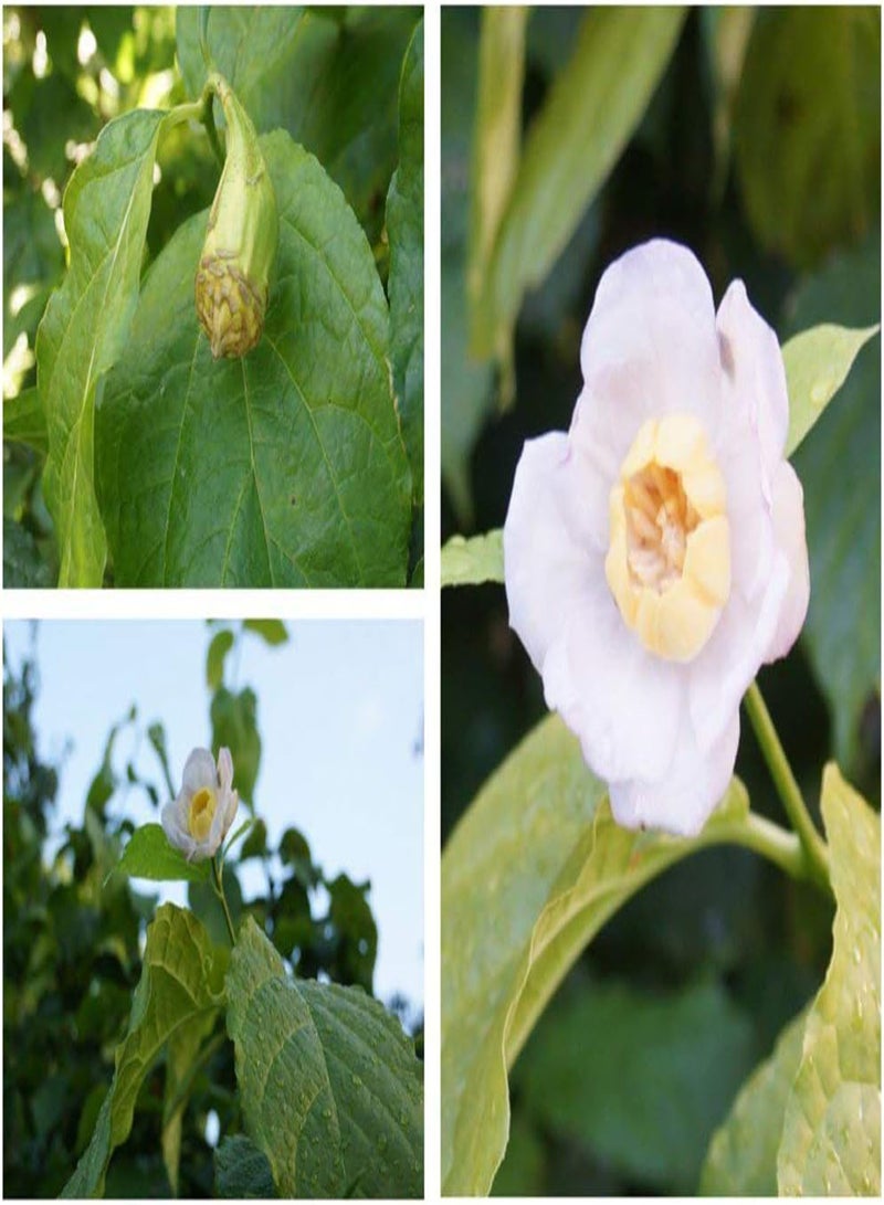 GGOOT 25 Chinese Sweetshrub Seeds, Chinese Wax Shrub, SINOCALYCANTHUS chinensis,Tree Shrub - Image 1