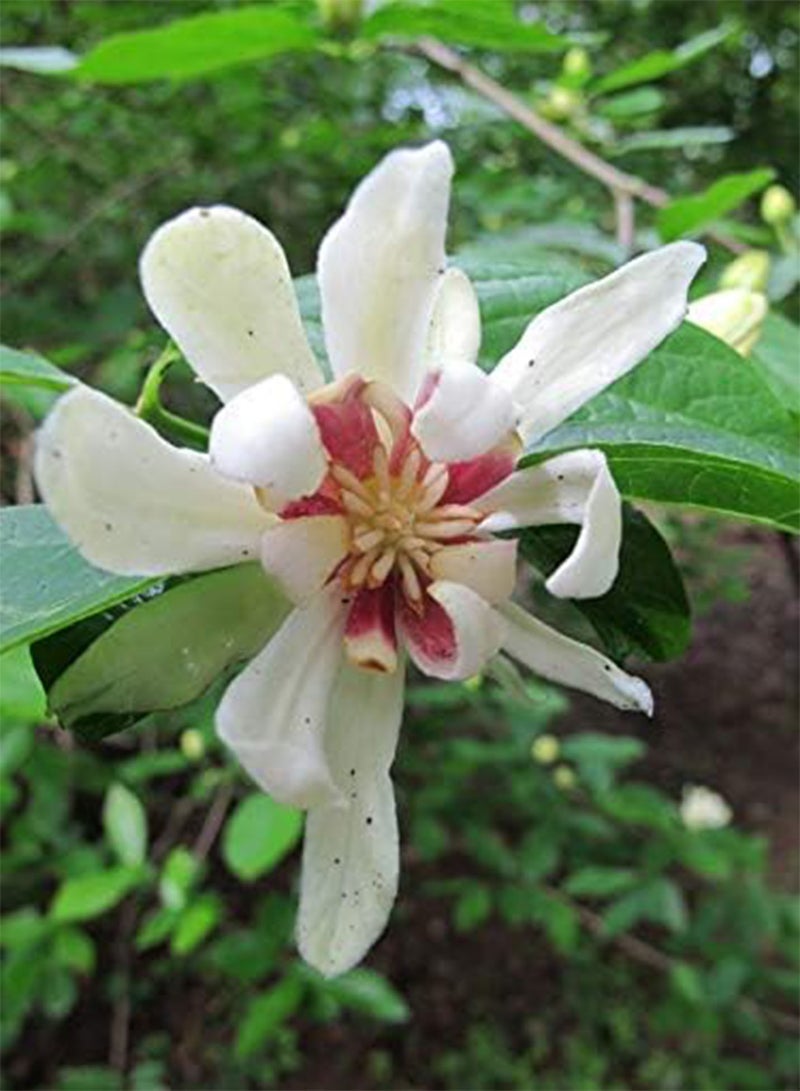 GGOOT 25 Chinese Sweetshrub Seeds, Chinese Wax Shrub, SINOCALYCANTHUS chinensis,Tree Shrub - Image 2