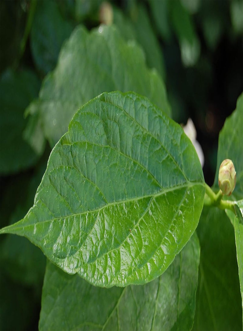 GGOOT 25 Chinese Sweetshrub Seeds, Chinese Wax Shrub, SINOCALYCANTHUS chinensis,Tree Shrub - Image 3