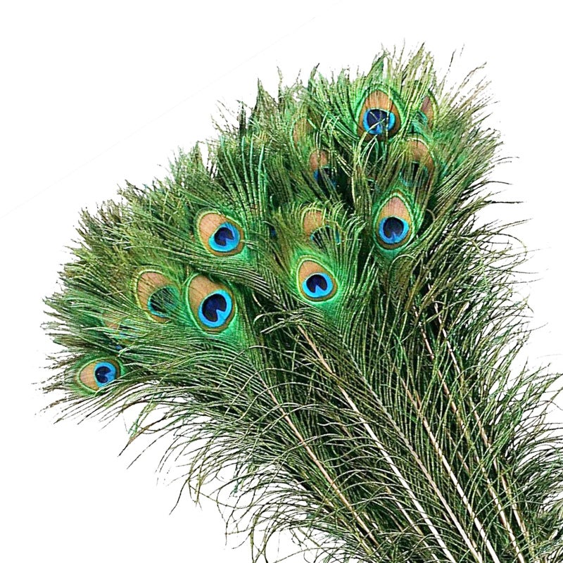 MWOOT 50Pcs Peacock Feathers Green Peacock Eye Feathers for DIY Crafts Art Peacock Tail Feathers for Carnival Revelry Masquerade Costume Wedding Holiday Party Decoration 2832CM