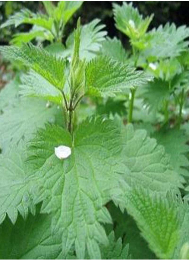 GGOOT - 50Pcs/Bag Nettle Seeds Fast Growing Plant Seeds Ornamental Plants Bonsai Office Desktop Decor - Image 1