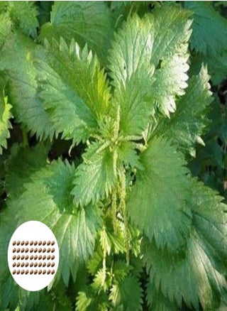 50Pcs/Bag Nettle Seeds Fast Growing Plant Seeds Ornamental Plants Bonsai Office Desktop Decor - pzsku/Z50A9B5BA5A3D6A52C0BEZ/45/_/1734622203/28e2a115-d851-4d97-bfa7-354d19a48366