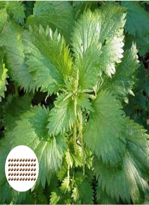 50Pcs/Bag Nettle Seeds Fast Growing Plant Seeds Ornamental Plants Bonsai Office Desktop Decor