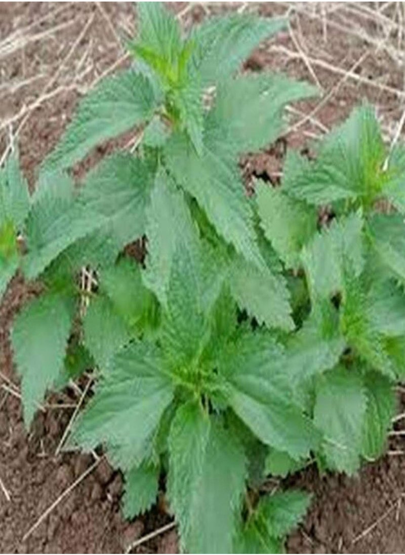 GGOOT - 50Pcs/Bag Nettle Seeds Fast Growing Plant Seeds Ornamental Plants Bonsai Office Desktop Decor - Image 1
