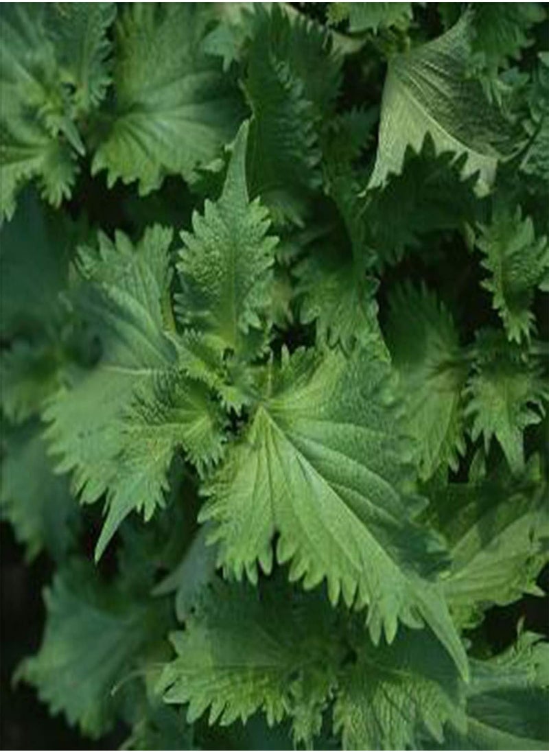 GGOOT - 50Pcs/Bag Nettle Seeds Fast Growing Plant Seeds Ornamental Plants Bonsai Office Desktop Decor - Image 1