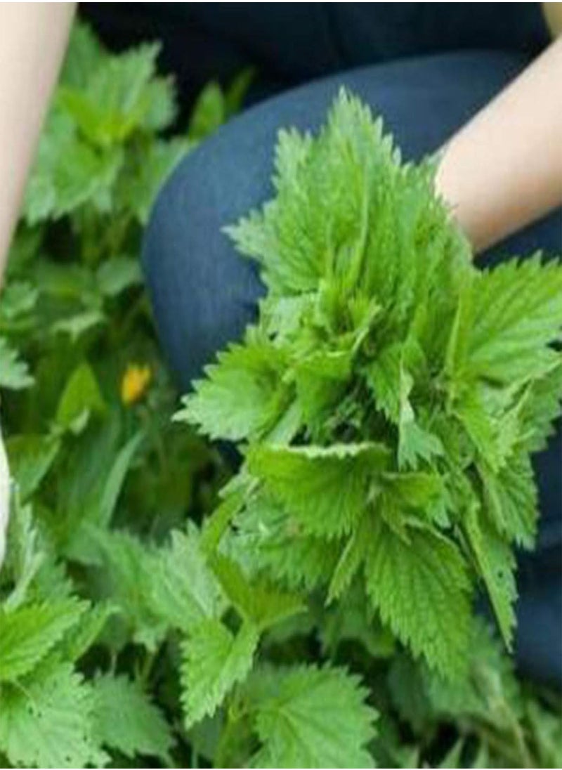 GGOOT - 50Pcs/Bag Nettle Seeds Fast Growing Plant Seeds Ornamental Plants Bonsai Office Desktop Decor - Image 1