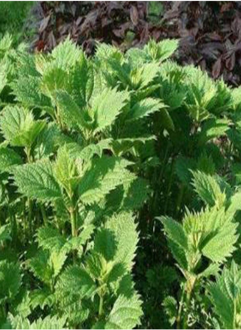 GGOOT - 50Pcs/Bag Nettle Seeds Fast Growing Plant Seeds Ornamental Plants Bonsai Office Desktop Decor - Image 1