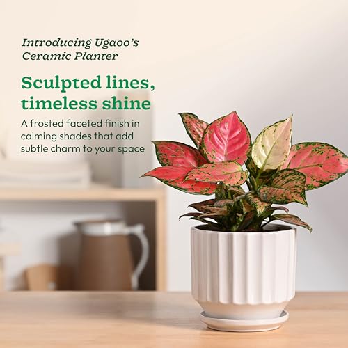 UGAOO Frosted Ceramic Pot for Indoor Plants - White (5 Inch) - Image 2