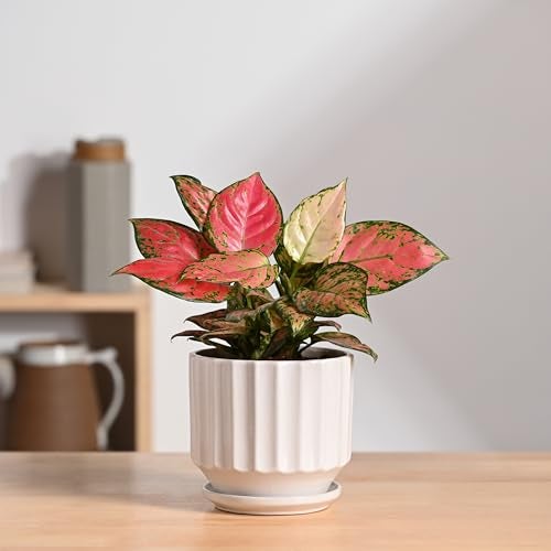 UGAOO Frosted Ceramic Pot for Indoor Plants - White (5 Inch) - Image 1