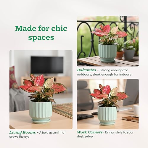 UGAOO Frosted Ceramic Pot for Indoor Plants - White (5 Inch) - Image 3
