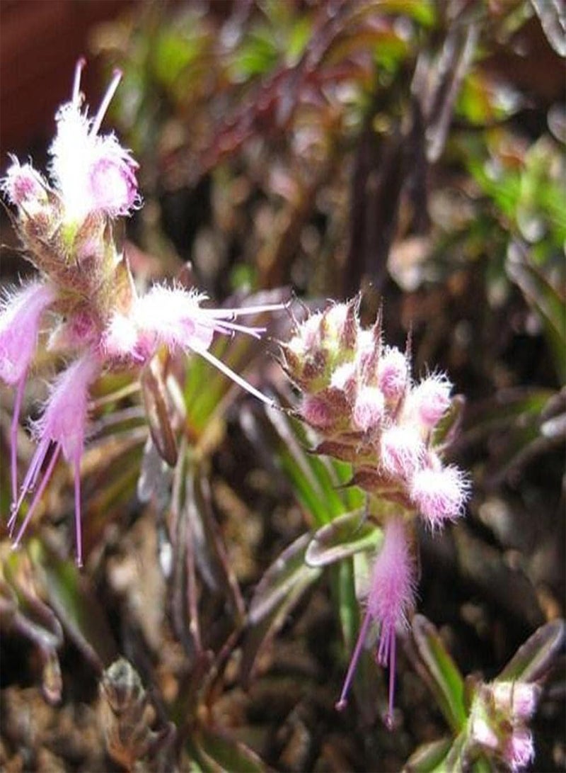 GGOOT 300Pcs Perilla Seeds Pink Small Shiso Flower Decorate Indoor and Outdoor Gardens Create Beautiful Environment Wide Range of Uses - Image 3