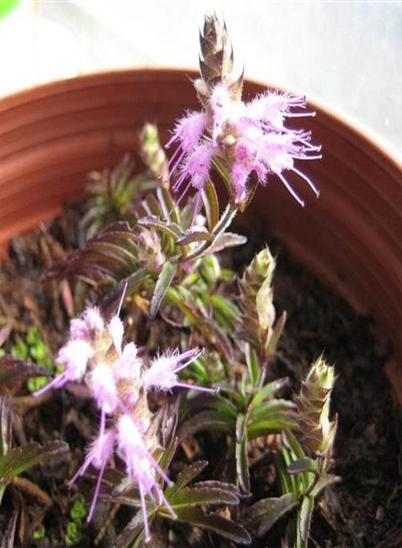 GGOOT 300Pcs Perilla Seeds Pink Small Shiso Flower Decorate Indoor and Outdoor Gardens Create Beautiful Environment Wide Range of Uses - Image 1