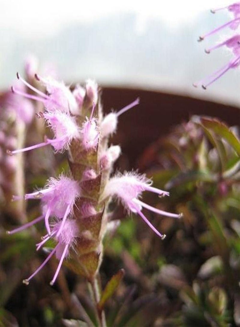 GGOOT 300Pcs Perilla Seeds Pink Small Shiso Flower Decorate Indoor and Outdoor Gardens Create Beautiful Environment Wide Range of Uses - Image 2