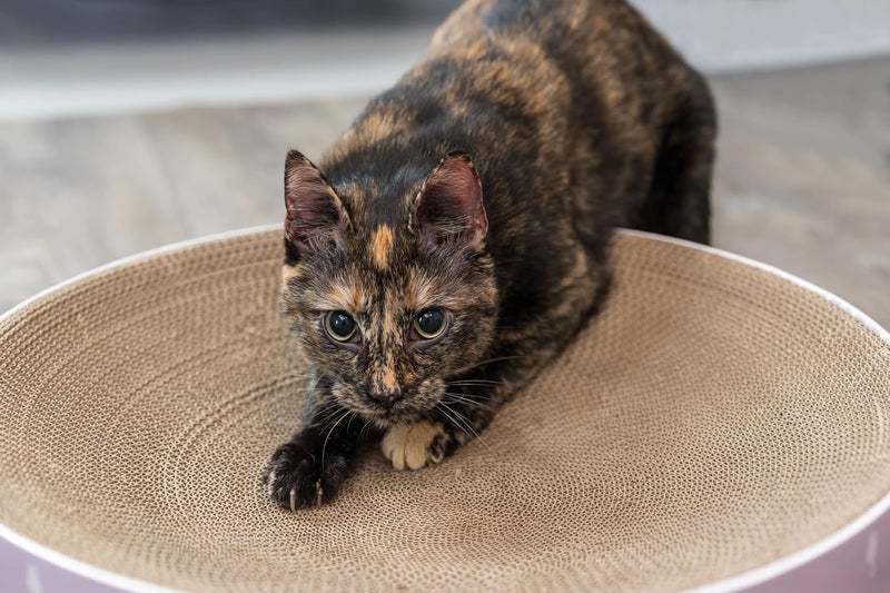 Trixie Lilly Cardboard Scratching Bed with Catnip - Image 2