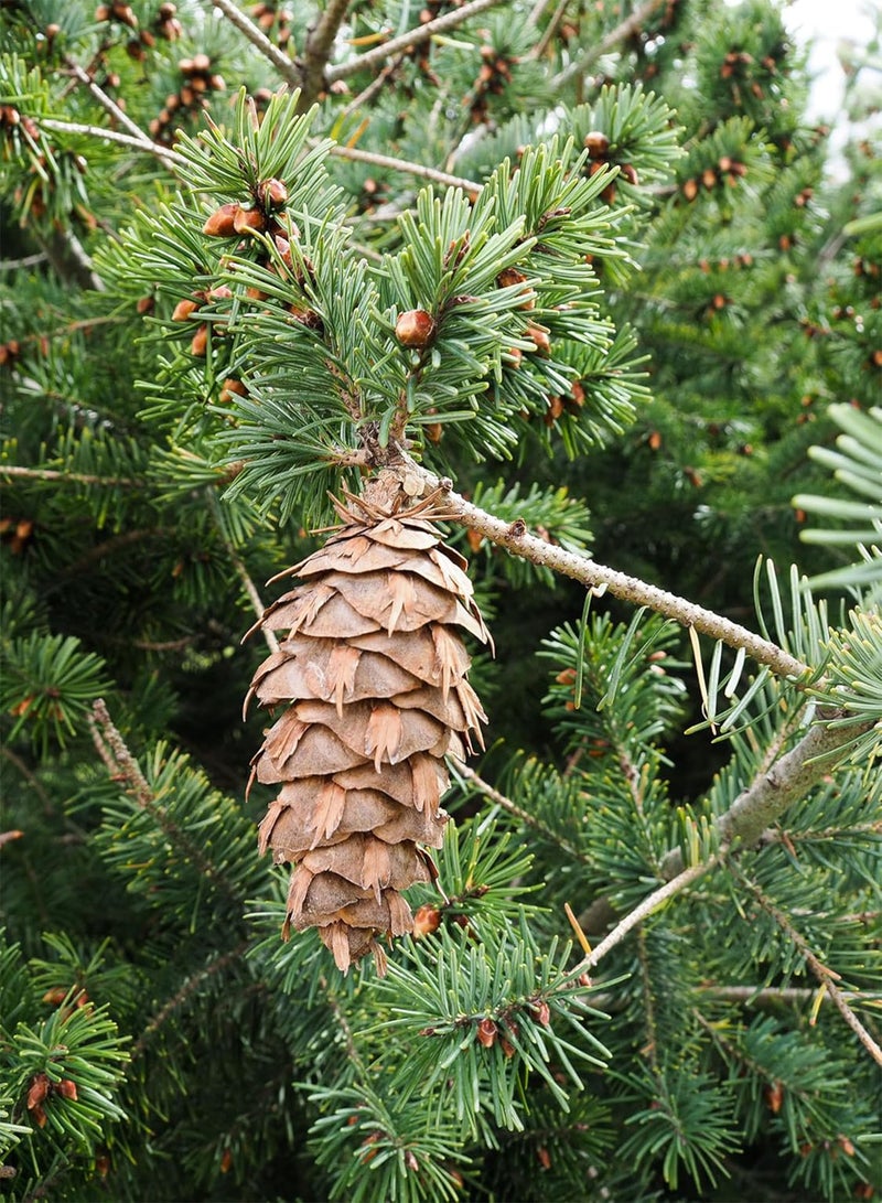 GGOOT Douglas Fir 10 Evergreen Tree Seeds - Pseudotsuga menziesii British Colombia Native Conifer Interior Douglas-fir Excellent for Christmas Tree, Reclamation & Shelterbelt Shelter Belt  - Image 2