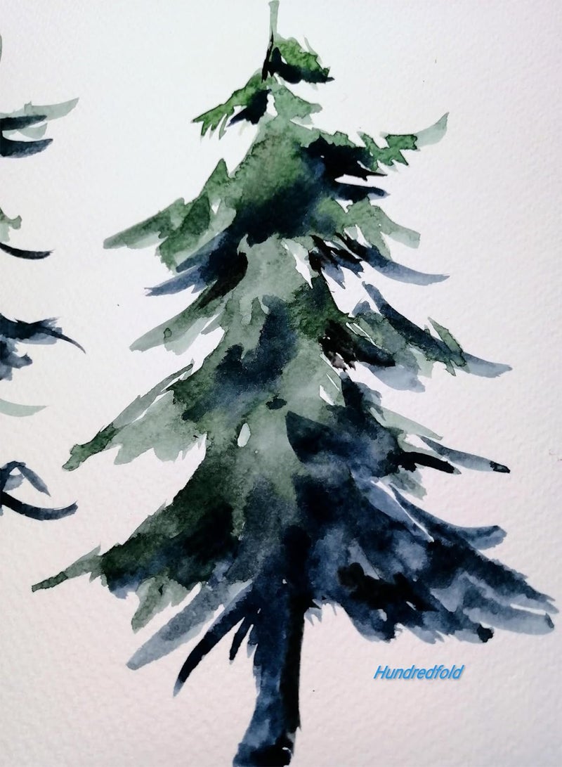 GGOOT Douglas Fir 10 Evergreen Tree Seeds - Pseudotsuga menziesii British Colombia Native Conifer Interior Douglas-fir Excellent for Christmas Tree, Reclamation & Shelterbelt Shelter Belt  - Image 4