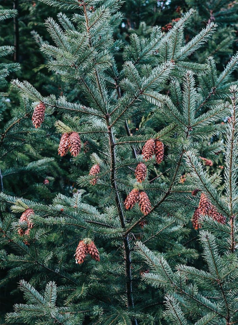 GGOOT Douglas Fir 10 Evergreen Tree Seeds - Pseudotsuga menziesii British Colombia Native Conifer Interior Douglas-fir Excellent for Christmas Tree, Reclamation & Shelterbelt Shelter Belt  - Image 1